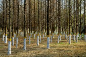 Mastering Layering Techniques for All Seasons and Occasions